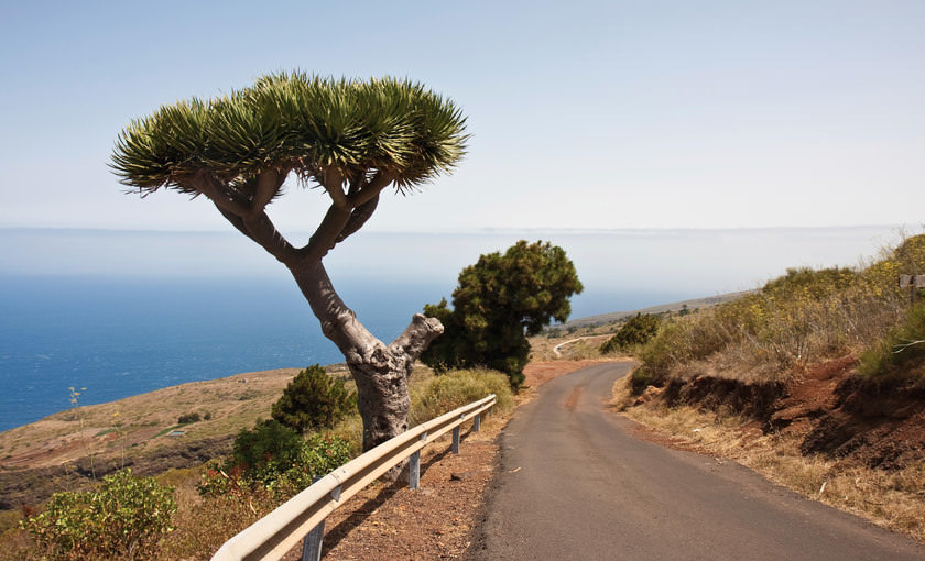 Een drakenbloedboom op Gran Canaria