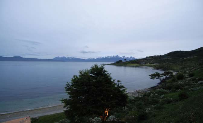 Bomen en begroeing op Antarctica