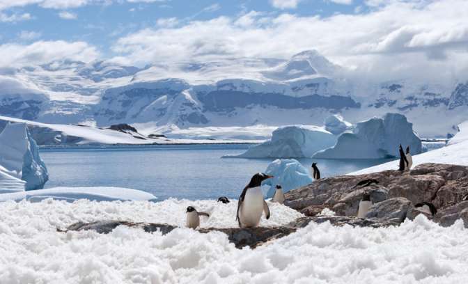 Pinguïns tussen het ijs op Antarctica