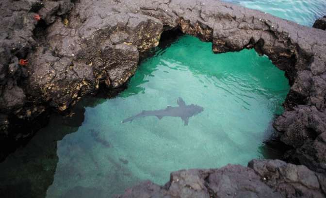 Haai Galapagos