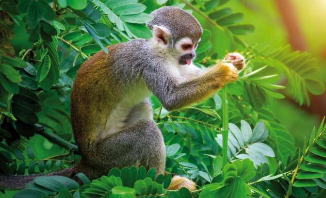 Een aapje in het regenwoud in Ecuador